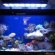Betta fish lighting