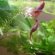 Betta fish rice paddies