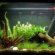 Betta fish tank Ideas