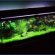 Betta fish Tanks with plants