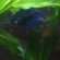 Betta water conditions