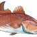 Blue and red fish names