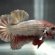 Crowntail female Betta fish