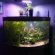 Custom Betta fish Tanks