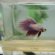 Female halfmoon Betta fish