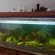 Fighter fish breeding tank