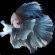 Fighter fish images