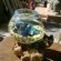 Fighting fish bowl