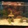 Fish fighting in tank