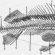 Fish tail types