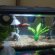 Getting a Betta fish