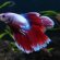 Halfmoon double tail Betta fish