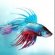 How to change Betta fish water?