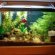 Ideal Betta fish tank