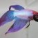Keeping Siamese fighting fish