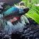 Learn about Betta fish