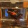 Live bloodworms for Betta fish