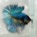 Male Betta splendens