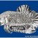 Names for Siamese fighting fish
