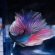 Pink and blue Betta fish