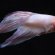 Pink Siamese fighting fish