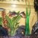 Plants to put with Betta fish