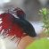 Red and blue Betta fish