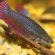 Siamese female fighting fish