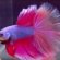 Siamese fighting fish cold water