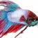 Siamese fighting fish diet