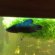 Siamese fighting fish Pictures male fish