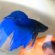 What to name a blue Betta fish?