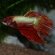 Wild Betta splendens