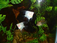 freshwater angelfish