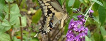 Giant Swallowtail enjoying nectar from a Purple Butterfly Bush