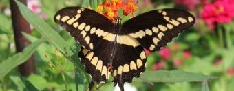 Giant Swallowtail resting in the shade of the woods Giant Swallowtail resting in the shade of the woods
