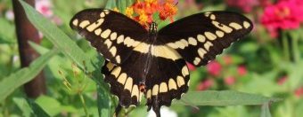 Giant Swallowtail resting in the shade of the woods