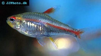 Glowlight Tetra picture