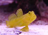 Goby Great Barrier Reef