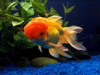 Goldfish and bettas require slightly different care for a healthy life.