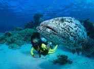 Grouper Great Barrier Reef