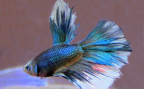 What is a Half Moon Betta fish?
