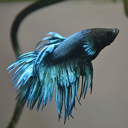 healthy betta fish