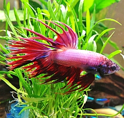 healthy pink betta