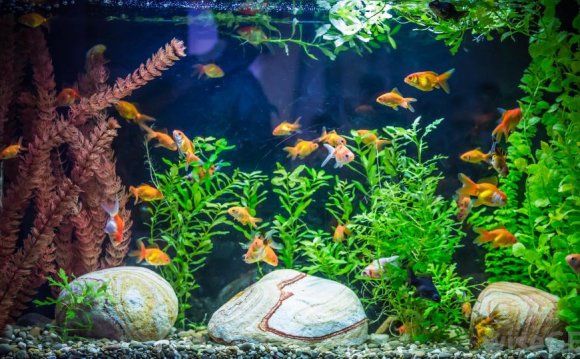 Betta fish and goldfish same tank
