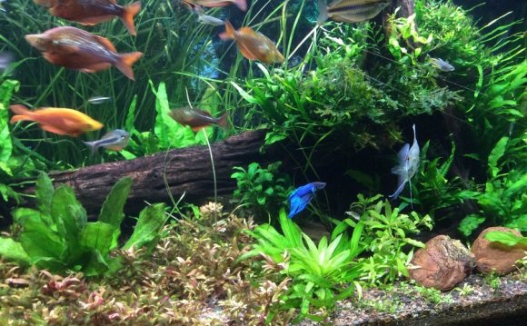 Can two male bettas live together?