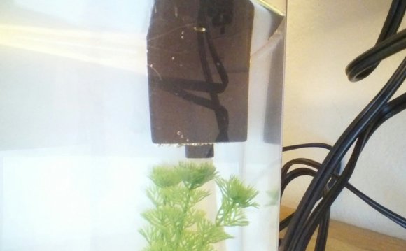 Betta tank with filter and heater