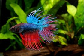 How often Should You Feed a Betta Fish