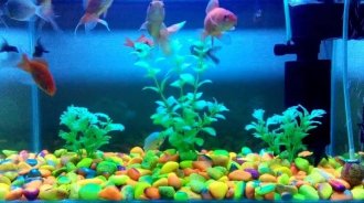 How to Quiet a Fish Tank Filter?