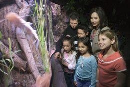 Hundreds of species of catfish feature in the aquarium hobby.